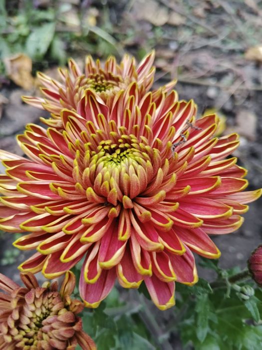 Хризантеми помаранчеві