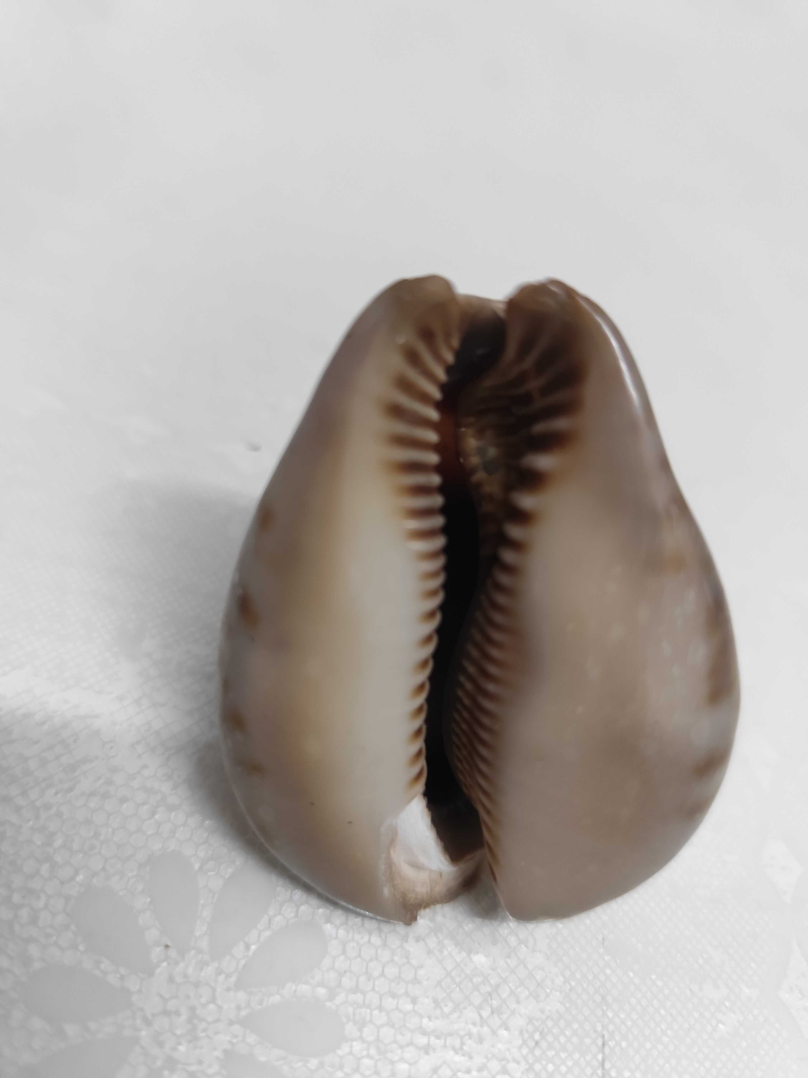 2 conchas lindas de origem africana raras