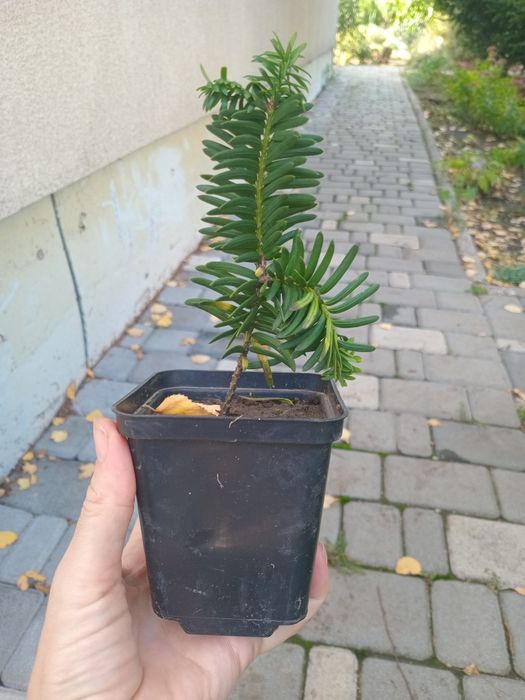 Тис ягодный Хикси