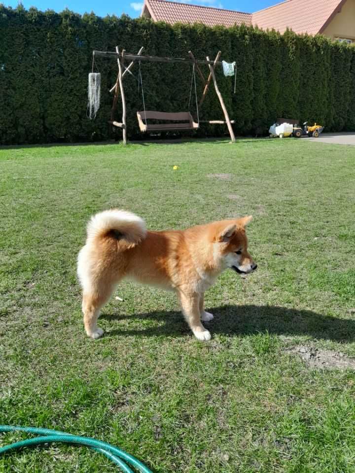 Shiba Inu ZKwP FCI dwie suczki