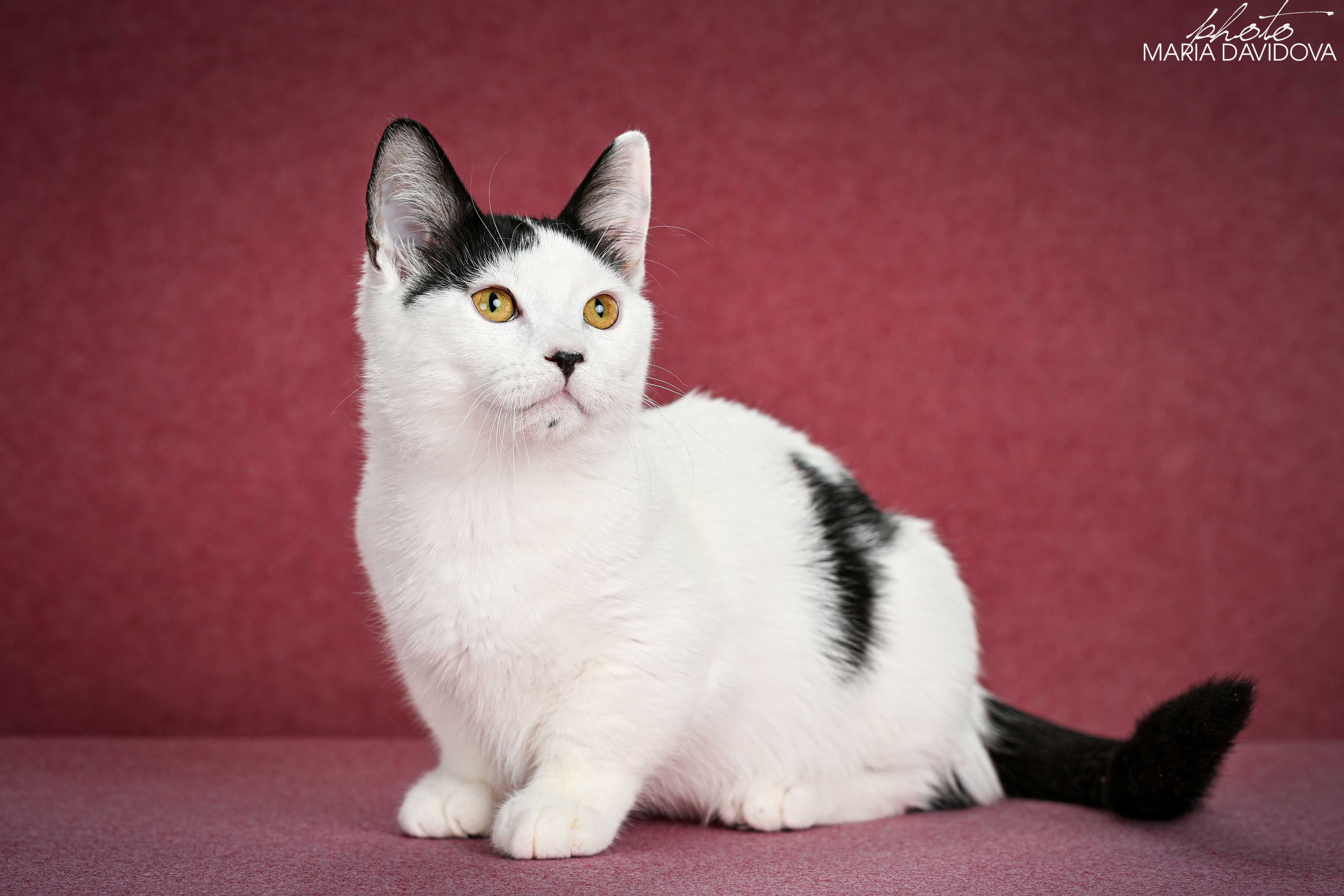 Котик, чье домашнее имя - Любчик ))