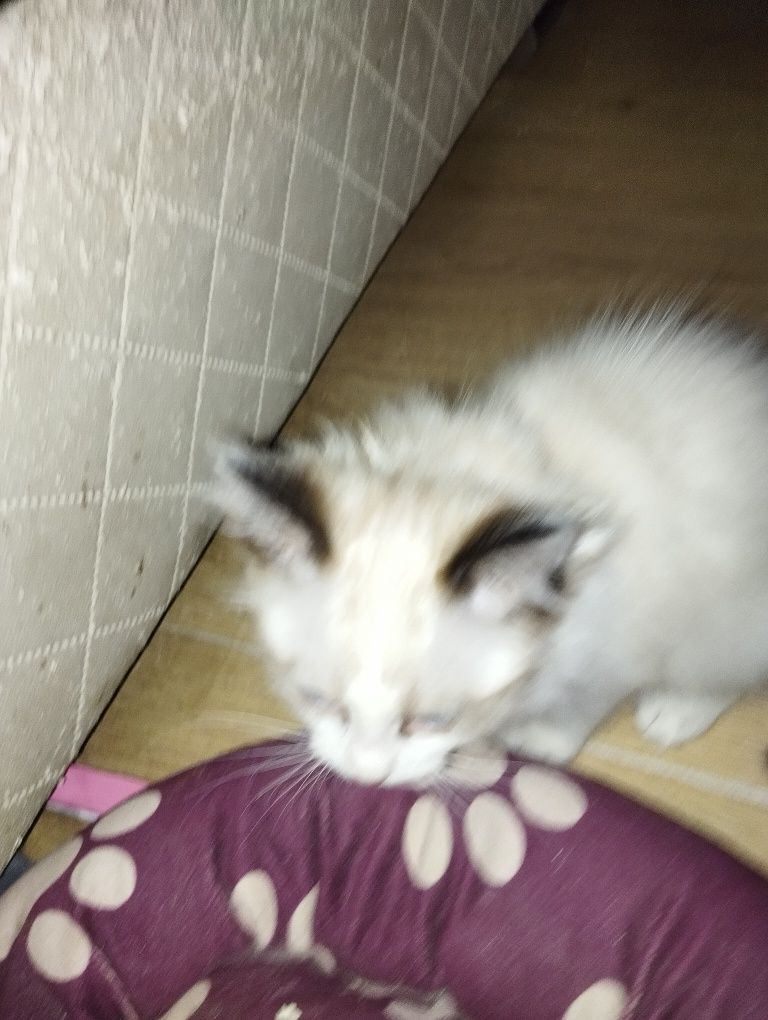 Sprzedam kocurka rasy Ragdoll