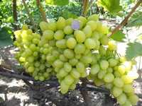 виноград сорта Аркадия