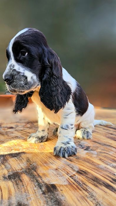 Cocker Spaniel Angielski - Piesek Blue Roan, szczeniak