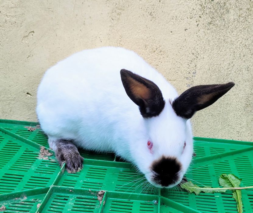 Kalifornia samczyk i samica 4 miesiąc