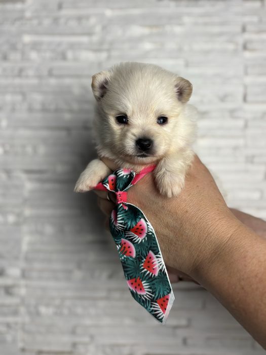 Biały szpic miniaturowy pomeranian
