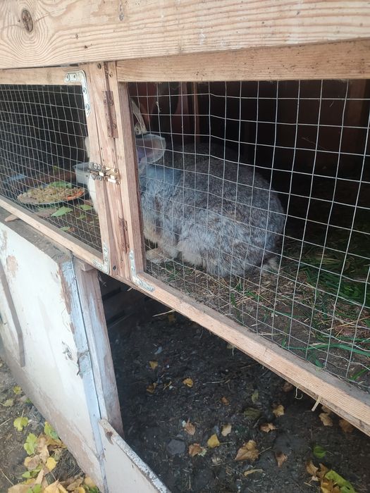 Продам кроликів 3.5 місяців і крольчиха доросла