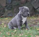 Amstaff Amstaf American Staffordshire Terrier Pies BLUE Błękitny samie