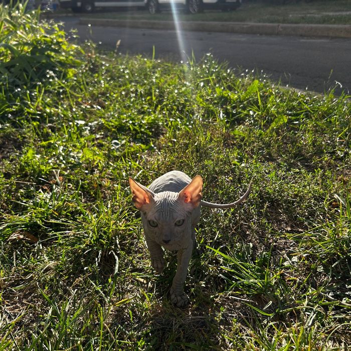 Шукаємо люблячих господарів для донських сфінксів!