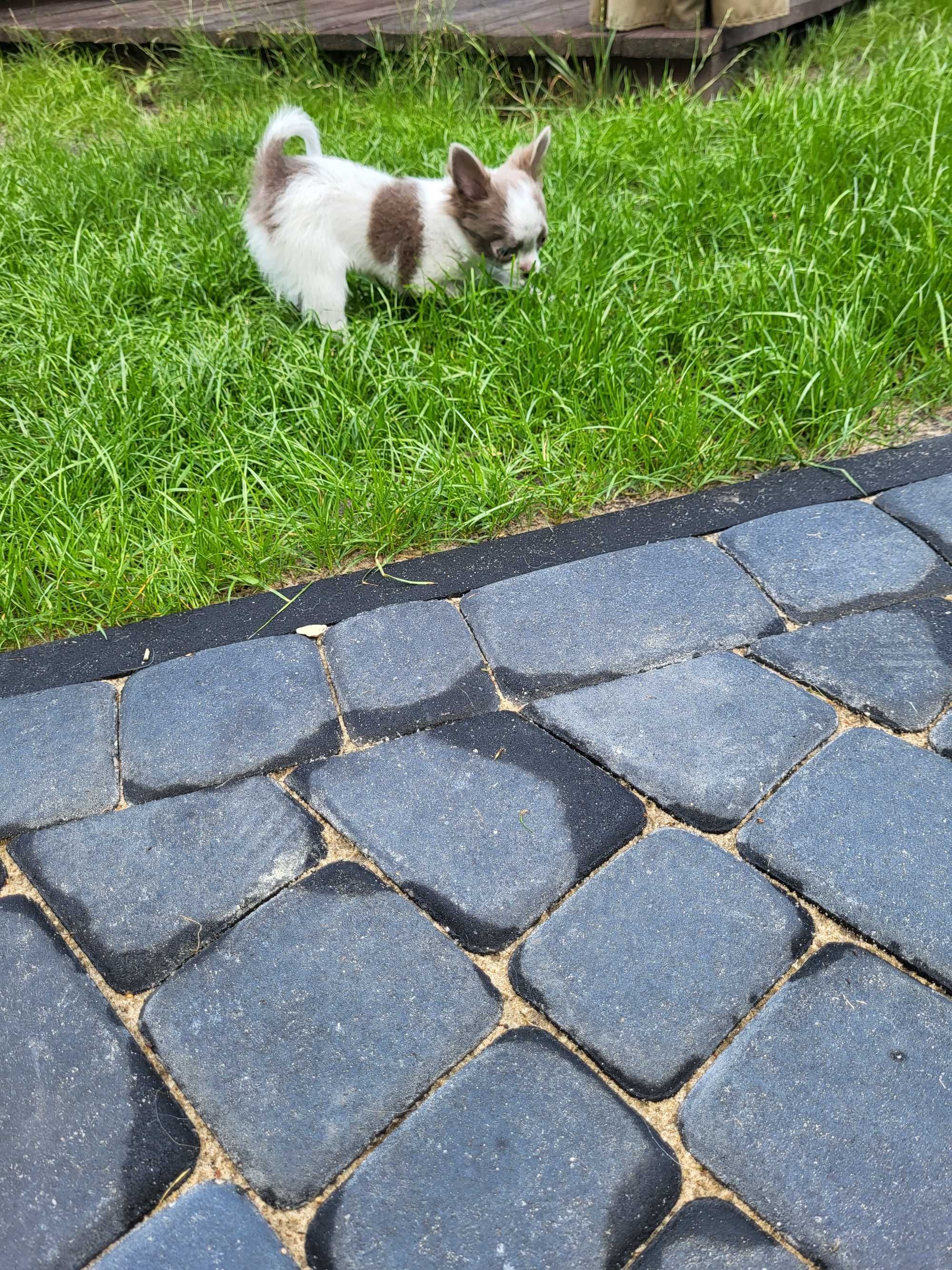 Sunia chihuahua długowłosa