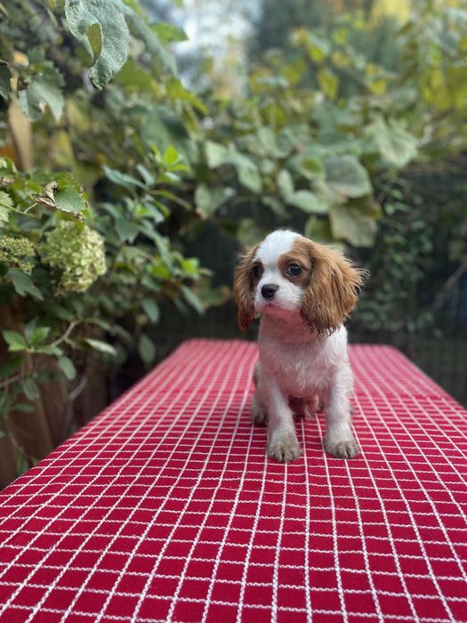 Cavalier King Charles Spaniel blenhiem samiec pies chłopiec biały brąz