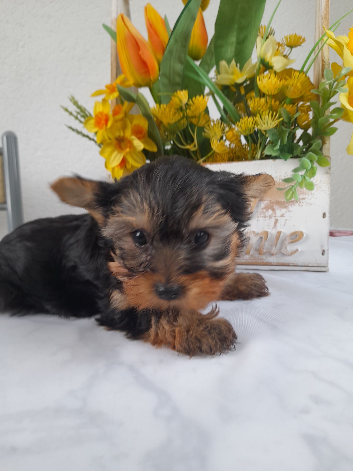 Piesek York Yorkshire Terrier