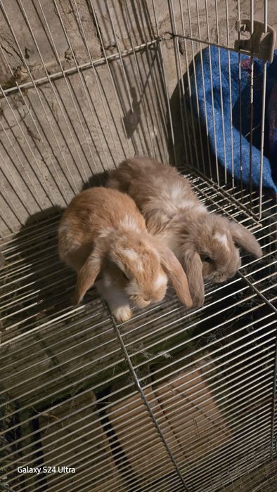 Baran francuski młode