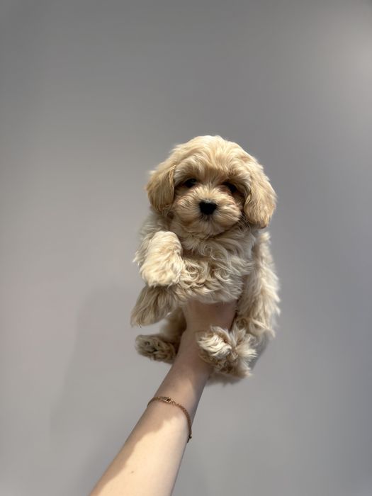 Микро малыши Мальтипу