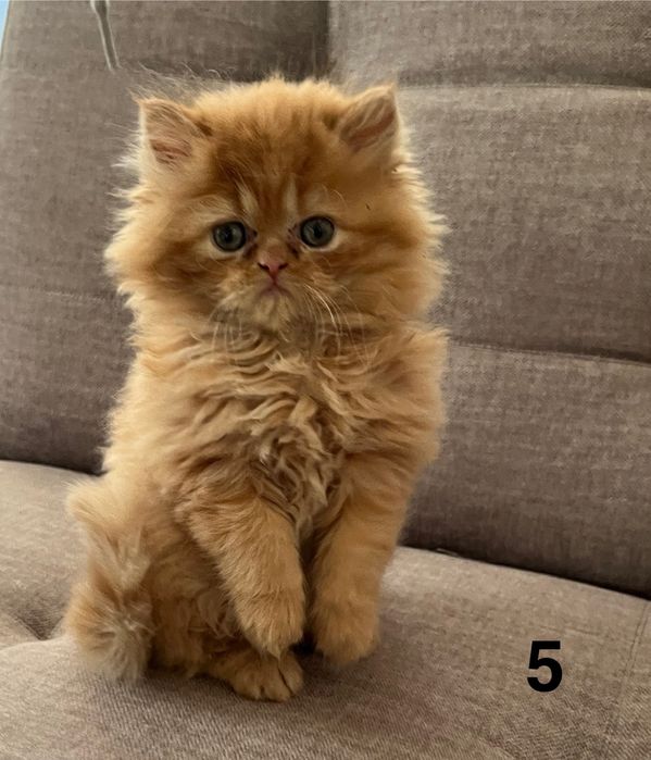 Rudo-biszkoptowa kotka perska