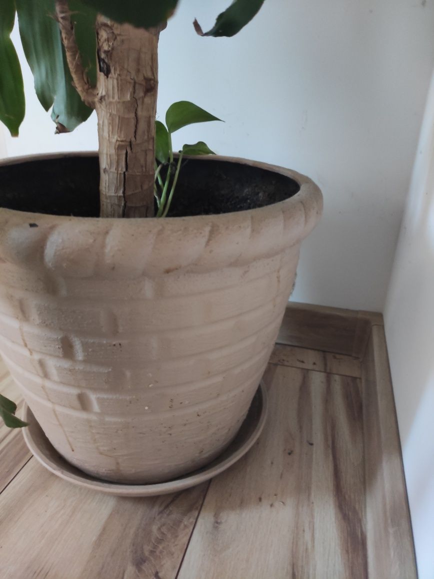 Juka 160 cm ceramiczną donnica
