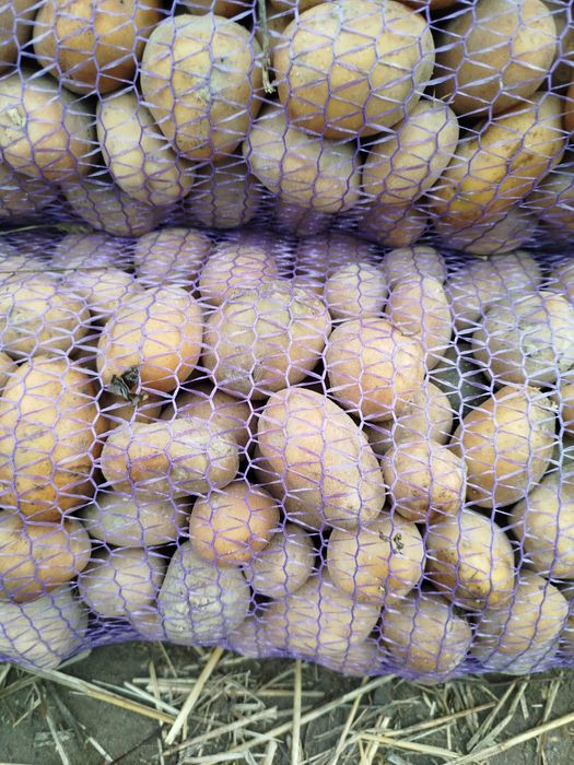 Продам картоплю насіневу