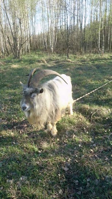 Продажа козочек/Обмен козликами.