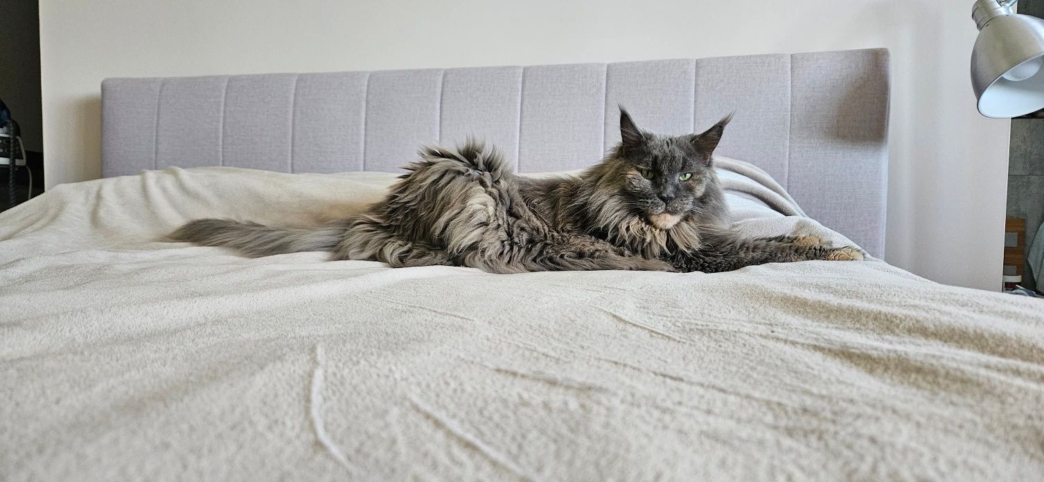 Kotka Maine Coon
