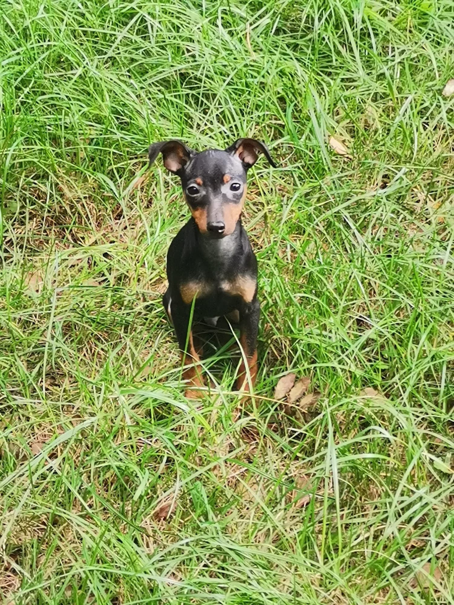 Ratlerek Sarenka 4MIES pinczer miniaturowy PIESEK