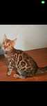 Bengalskie kociaki