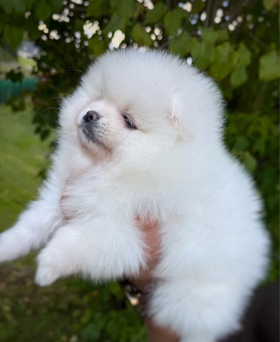 Pomeranian szpic miniaturowy Suczka Zkwp FCI MIŚ