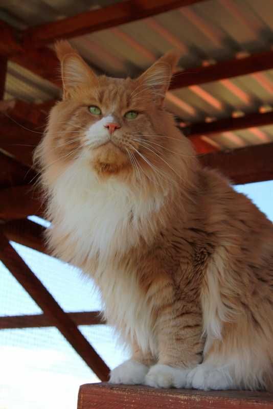 Maine coon koteczka Gracja