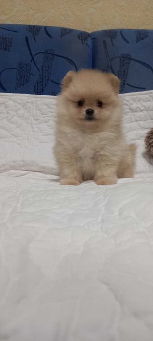 Девочка без недостатков. Кремовая. Прививки по возросту.