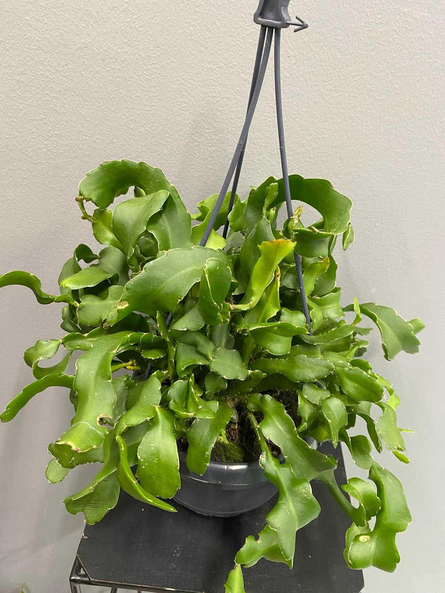 Epiphyllum guatemalense monstrose