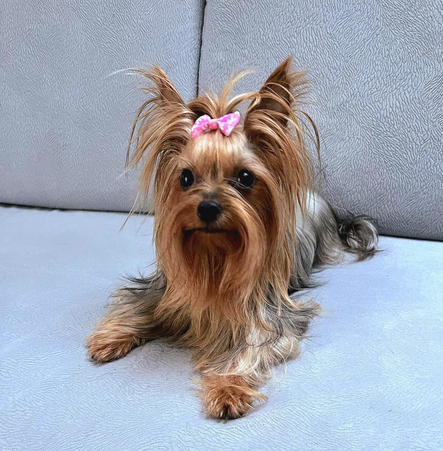 Yorkshire Terrier