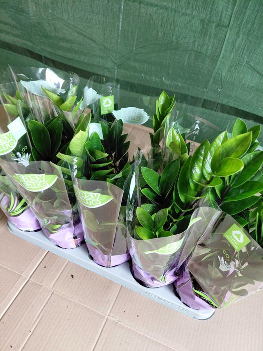Zamioculcas zamiifolia, Zamiokulkas 40cm WYSYŁKA