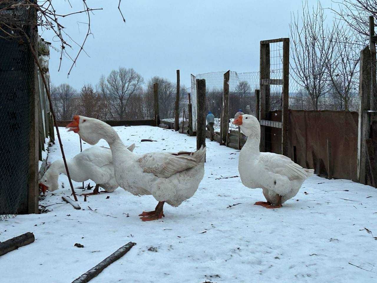 Продам гусят породи "холмогори Приймаю  замовлення