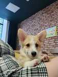 Welsh Corgi Pembroke FCI