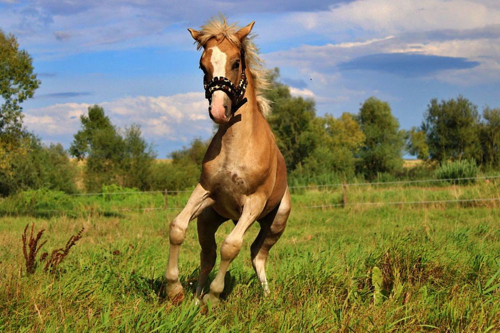 Ogierek Haflinger