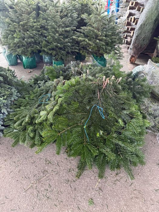 Jodła Kaukaska Nordman Gałęzie Gałązki Stroisz Dostawa Gratis