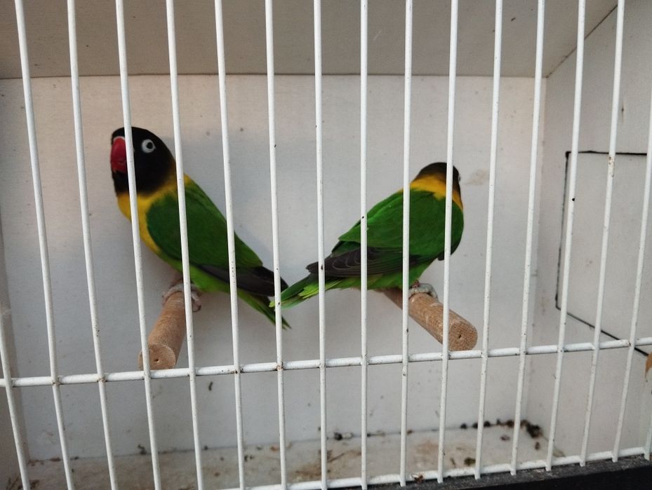 Nierozłączeki  czerwonoczelne para