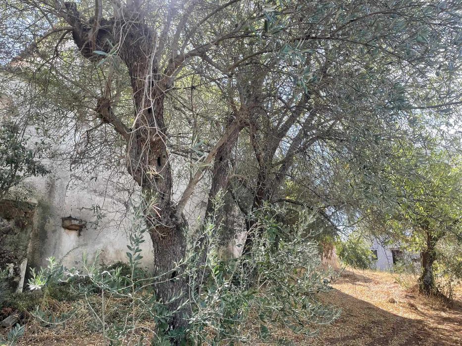 Monte/Herdade em pleno parque natural