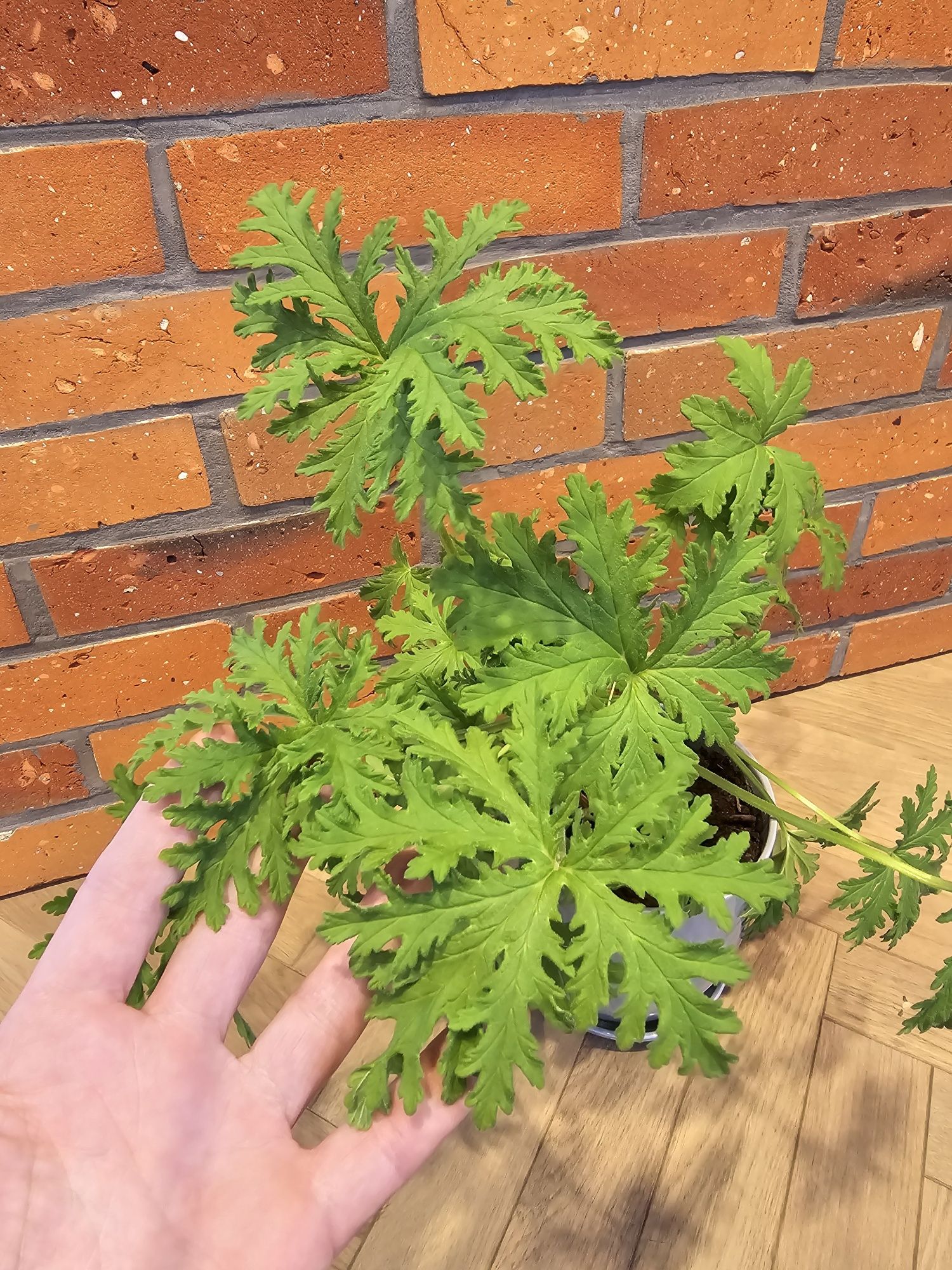 Peralgonia pachnąca ,Geranium