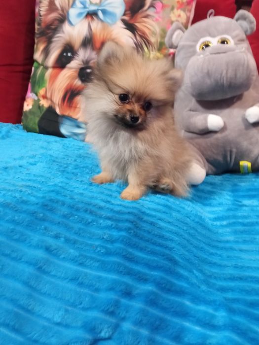 Suczka Szpic miniaturowy xxs