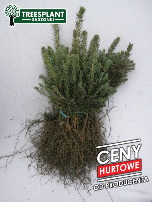 Omorica Serbski 20-45 cm 3-lata / Swierk srebrny jodła kaukaska