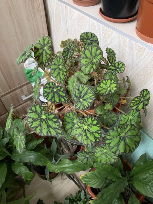 Бегония, фиалка, сансевиерия, хлорофитум, фикус и др.