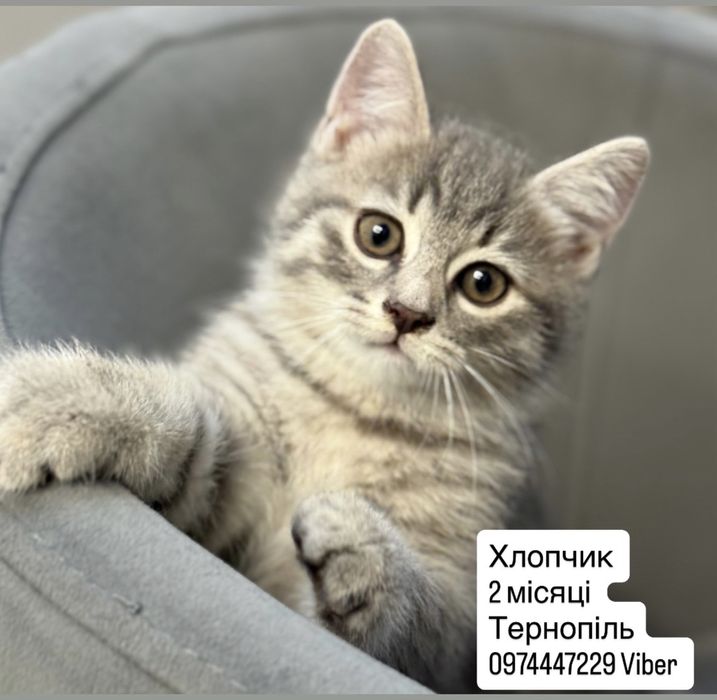 Котик котеня кіт кошеня котенята
