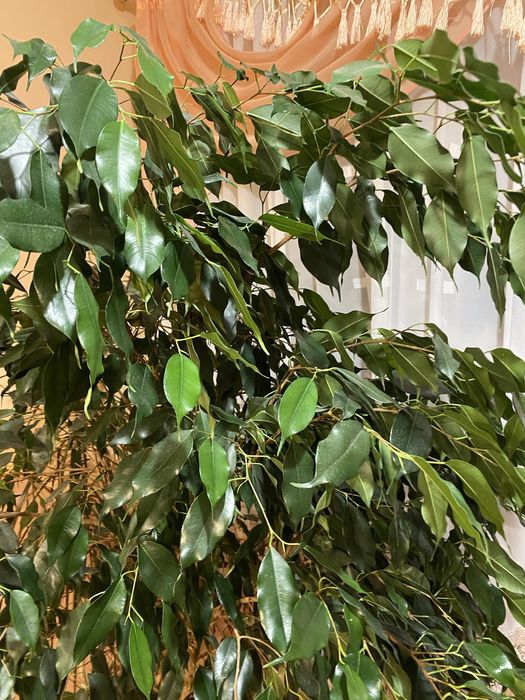 Фікус бенджаміна