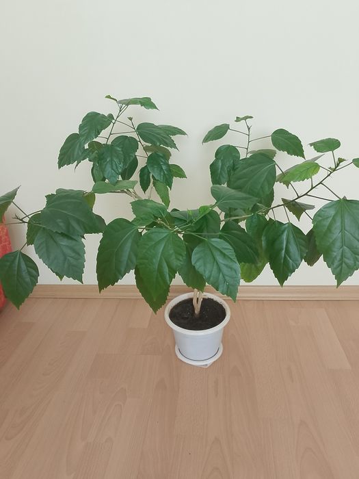 Квітка    Гібіскус (Китайська роза)