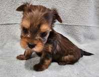 Yorkshire terrier Ocean Pearl suczka