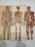 Anatomia do homem -Livro antigo articulado - final séc XIX