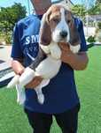 Beagle  tricolor