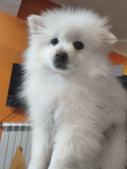 Spitz alemão menino