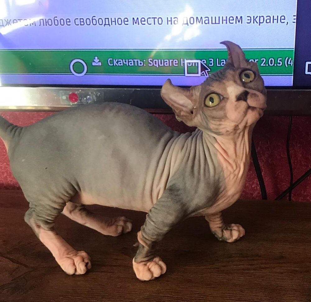 Dwelf девочка беби фейс