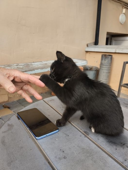 Віддам кошенят у хороші руки. Дівчинка і хлопчик